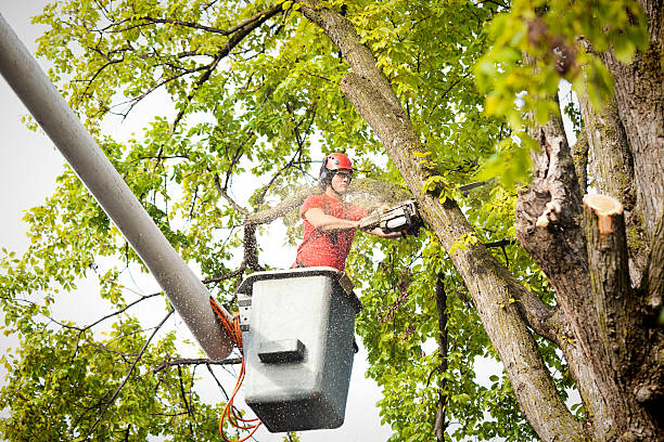 How Our Tree Care Process Works  in  Eagleton Village, TN